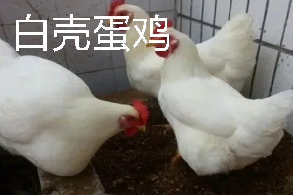母鸡下蛋前的变化，脸部会变得比较红润