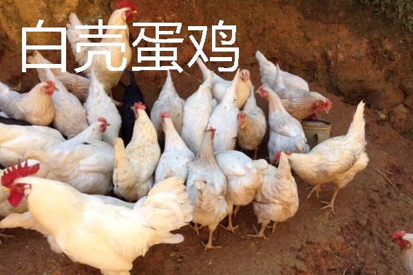 母鸡下蛋前的变化，脸部会变得比较红润