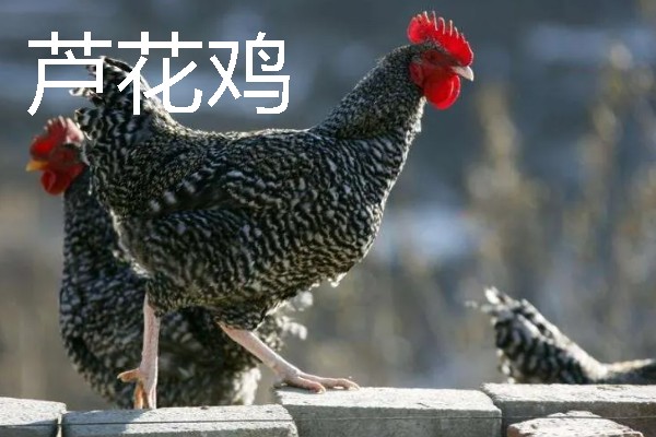 母鸡下蛋前的变化，脸部会变得比较红润