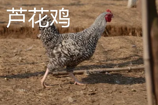 母鸡下蛋前的变化，脸部会变得比较红润