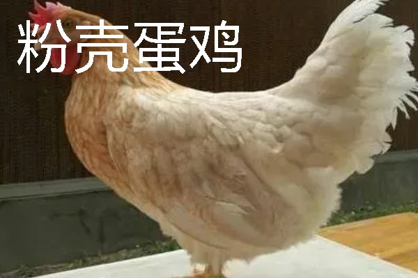 母鸡下蛋前的变化，脸部会变得比较红润