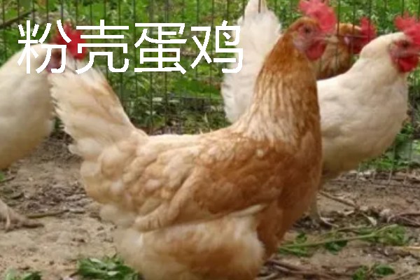 母鸡下蛋前的变化，脸部会变得比较红润