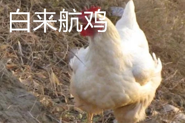母鸡下蛋前的变化，脸部会变得比较红润