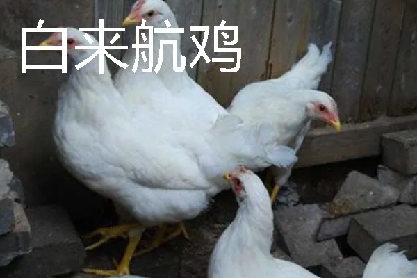 母鸡下蛋前的变化，脸部会变得比较红润
