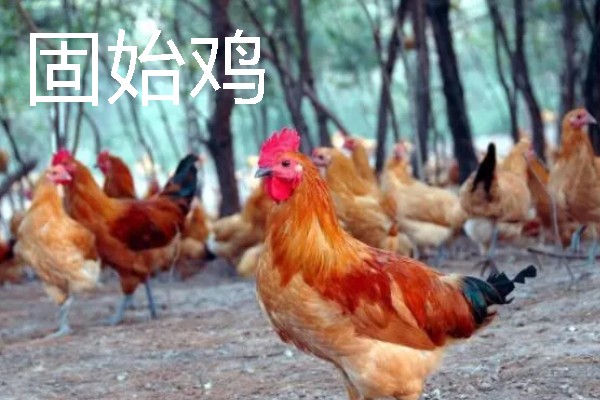 母鸡下蛋前的变化，脸部会变得比较红润