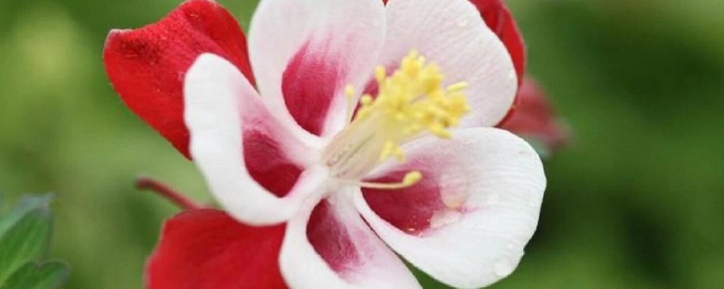依米花有什么花语，代表奇迹、瞬间的绚烂等含义
