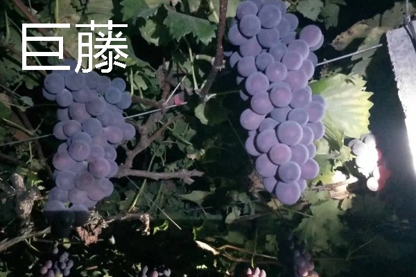 哪些葡萄适合南方种植，大粒玫瑰香、夏黑等品种均可选择