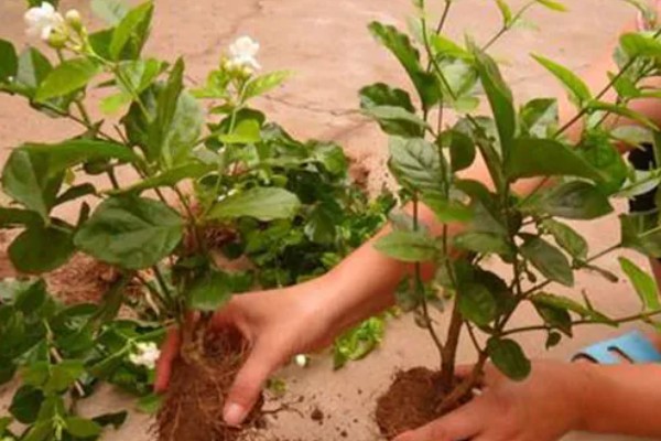 茉莉花的养殖方法，4-5月份进行栽植为佳