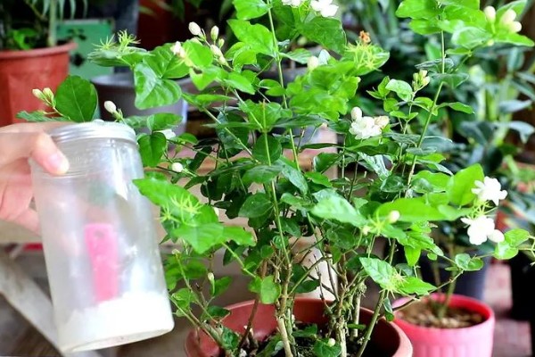 茉莉花的养殖方法，4-5月份进行栽植为佳
