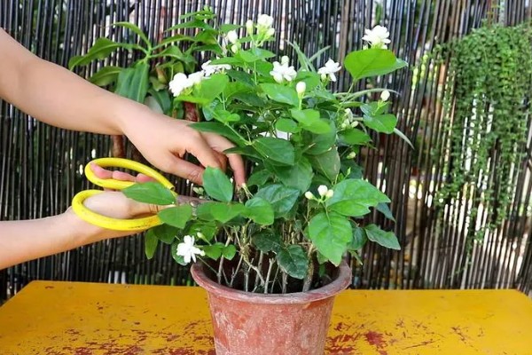 茉莉花的养殖方法，4-5月份进行栽植为佳