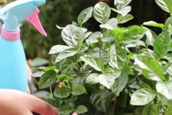 茉莉花的养殖方法，4-5月份进行栽植为佳