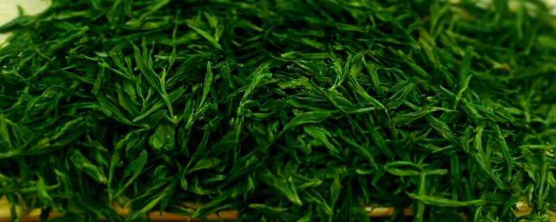 苦丁茶是什么茶，属于黑茶