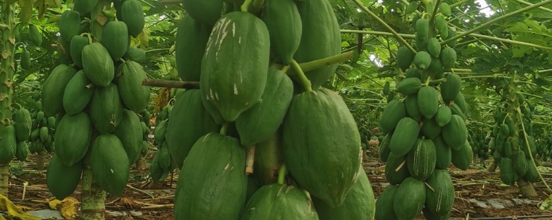 番木瓜结果所需时间，种植后经过一年左右就能结果