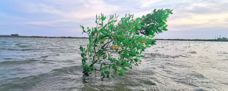 海岸边有哪些植物，常见红树、柽柳、金丝柳等品种