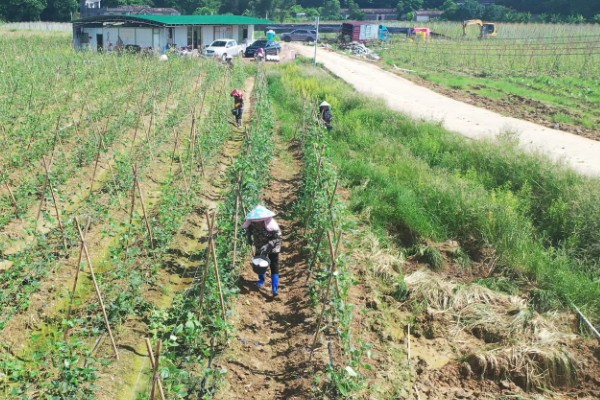 种豆角适合用什么土壤，疏松透气、肥力充足、排水良好的土壤有利于它生长
