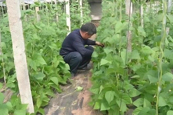 种豆角适合用什么土壤，疏松透气、肥力充足、排水良好的土壤有利于它生长