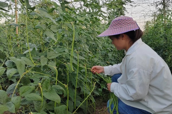 种豆角适合用什么土壤，疏松透气、肥力充足、排水良好的土壤有利于它生长