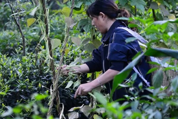 种豆角适合用什么土壤，疏松透气、肥力充足、排水良好的土壤有利于它生长