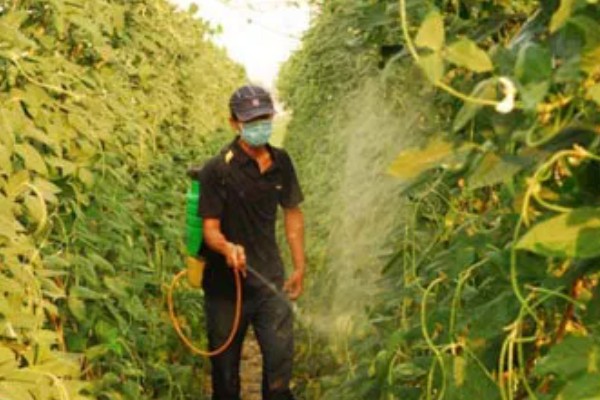 种豆角适合用什么土壤，疏松透气、肥力充足、排水良好的土壤有利于它生长