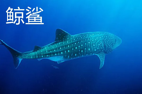 鲸鲨和鲨鱼的区别，性格和体型均不同