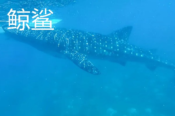 鲸鲨和鲨鱼的区别，性格和体型均不同