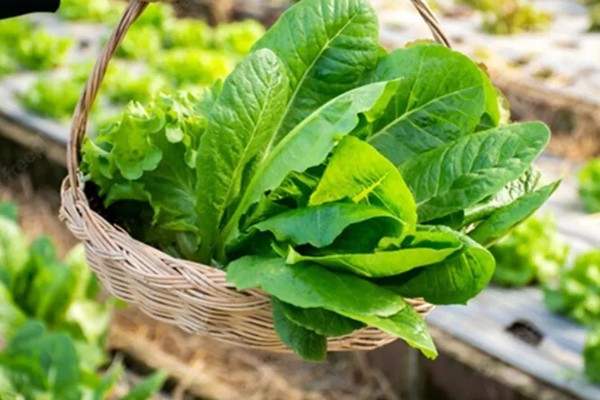 孔雀菜怎么种植，向畦沟内浇水后再撒播