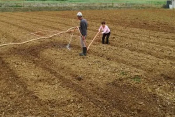 孔雀菜怎么种植，向畦沟内浇水后再撒播