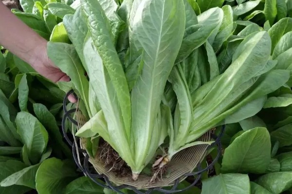 孔雀菜怎么种植，向畦沟内浇水后再撒播