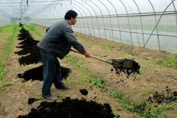 孔雀菜怎么种植，向畦沟内浇水后再撒播