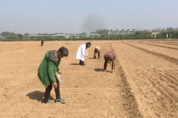 孔雀菜怎么种植，向畦沟内浇水后再撒播