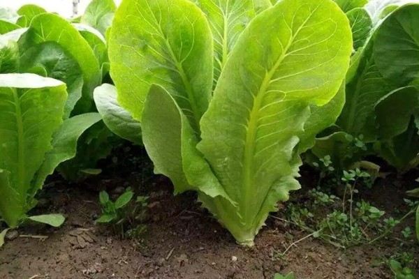 孔雀菜怎么种植，向畦沟内浇水后再撒播