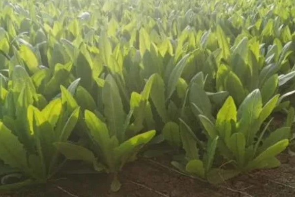 孔雀菜怎么种植，向畦沟内浇水后再撒播