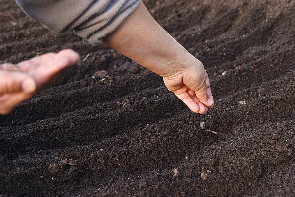 孔雀菜怎么种植，向畦沟内浇水后再撒播