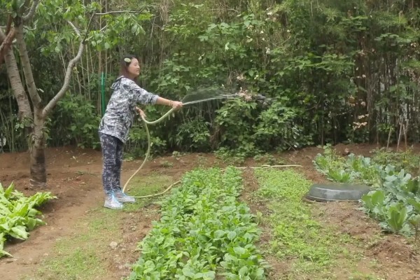 孔雀菜怎么种植，向畦沟内浇水后再撒播