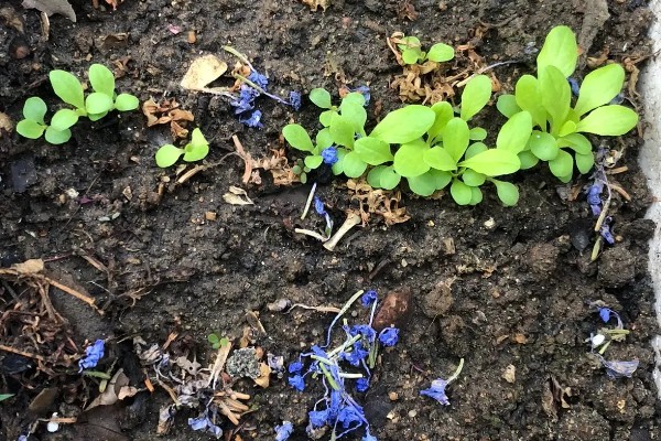 孔雀菜怎么种植，向畦沟内浇水后再撒播