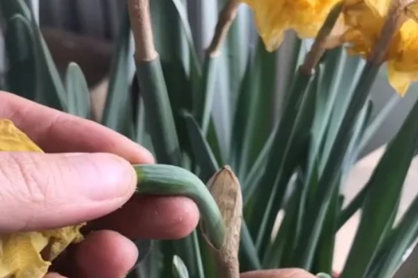 夏天怎么养水仙花，储藏种球时不能过多浇水