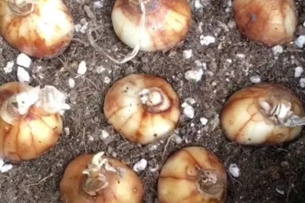 夏天怎么养水仙花，储藏种球时不能过多浇水