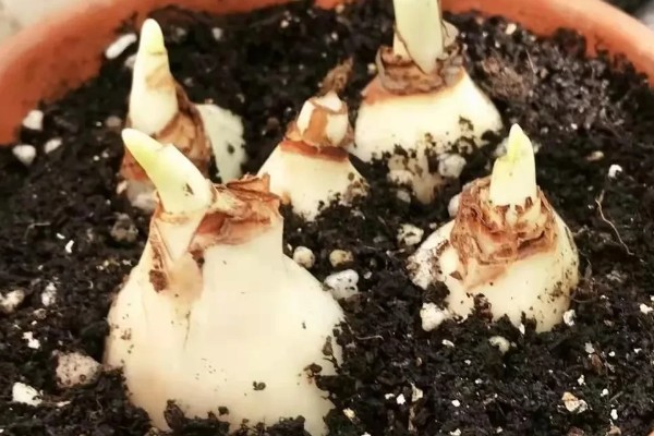夏天怎么养水仙花，储藏种球时不能过多浇水
