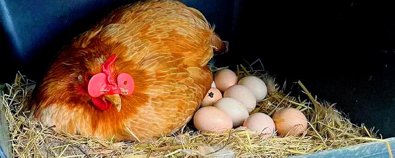 没有工具如何孵化小鸡，让母鸡孵蛋是适宜选择