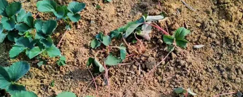 草莓角斑病的发生原因，田间出现积水容易引发病害
