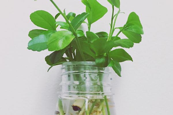 怎么水培铜钱草的根茎，要及时为铜钱草更换水分