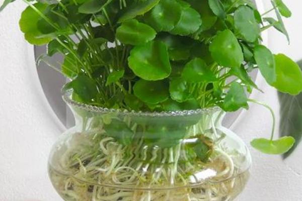 怎么水培铜钱草的根茎，要及时为铜钱草更换水分