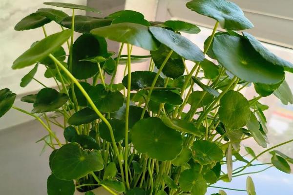 怎么水培铜钱草的根茎，要及时为铜钱草更换水分