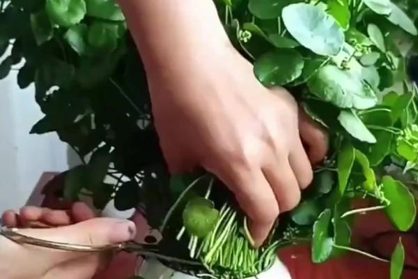 怎么水培铜钱草的根茎，要及时为铜钱草更换水分