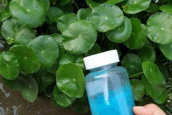 怎么水培铜钱草的根茎，要及时为铜钱草更换水分