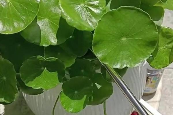 怎么水培铜钱草的根茎，要及时为铜钱草更换水分