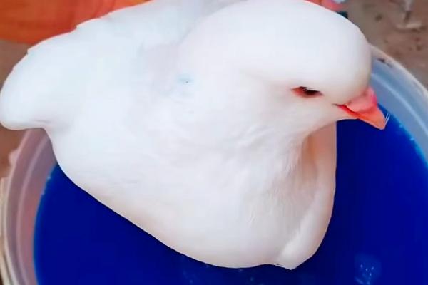 如何去除鸽虱，在细沙中添加硫磺粉让鸽子进行沙浴