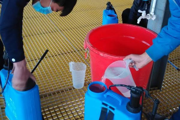 如何去除鸽虱，在细沙中添加硫磺粉让鸽子进行沙浴