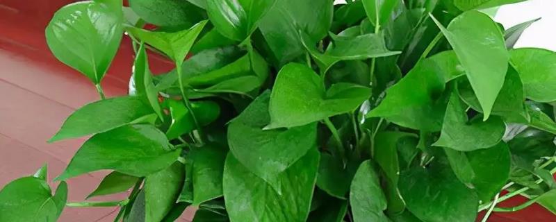 绿萝有什么味道,绿萝不会散发任何气味