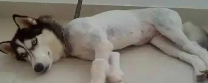 给狗狗剃毛要注意什么，过于剪短容易导致皮肤受到紫外线的伤害